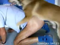 Dog sniffing a huge ass on gay beastiality videos